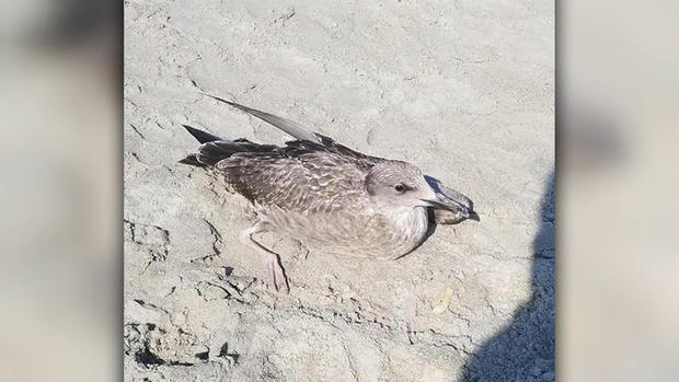 seagull hampton beach 
