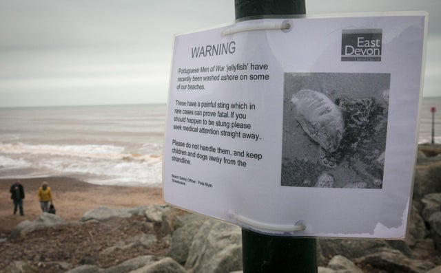 Storm Ophelia Washes Up Portuguese Man o' War Jellyfish On The Shore At Sidmouth 