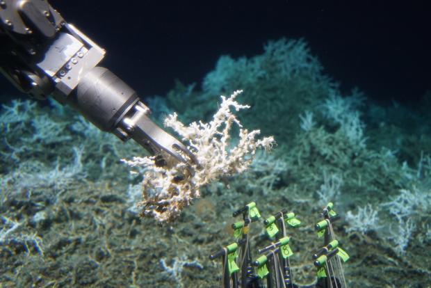 Lophelia Samples Atlantic Coral Reef 