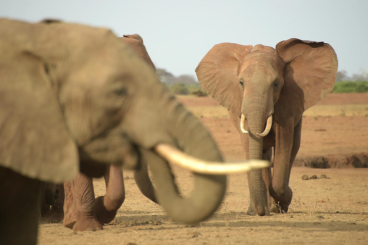 the-20-deadliest-animals-on-earth-ranked-warning-graphic-images