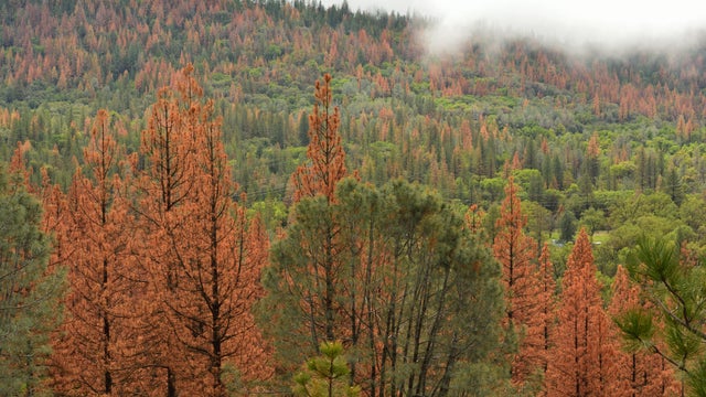 Pine Beetle Forest Damage 
