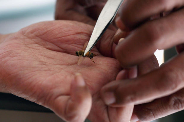 Jakarta Bee Center Uses Bee Stings To Treat Disease 