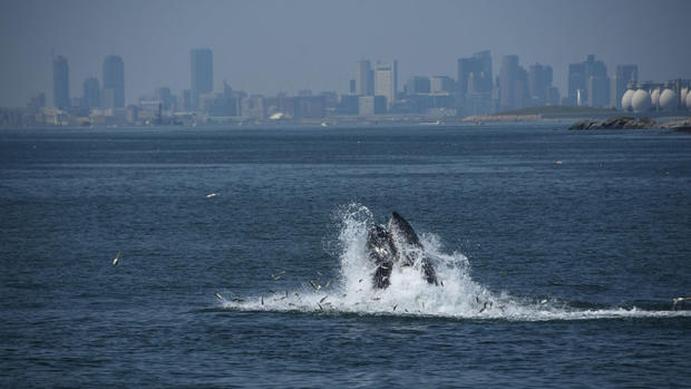 Whales-in-Boston-Harbor 