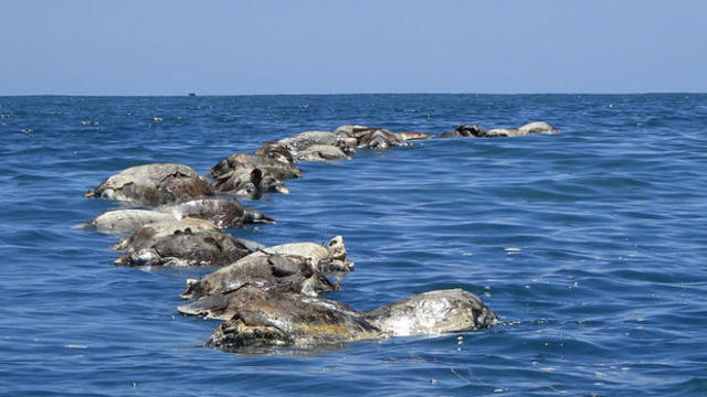 mexico-sea-turtles-killed.jpg 
