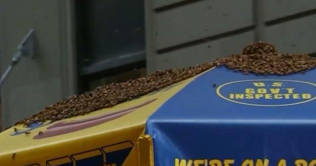 Bees swarm hot dog stand in New York City's Times Square CBS News
