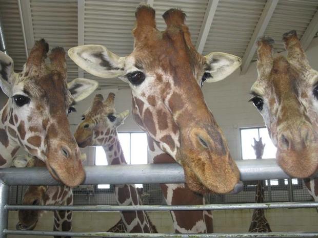 uzuri 3 giraffe 