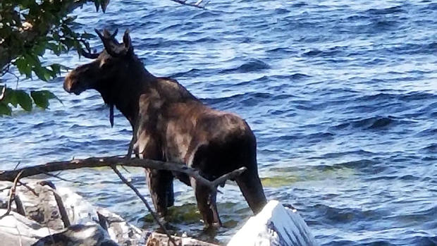 moose vermont drowns 