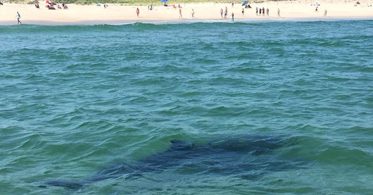 10 White Sharks Spotted Off Nauset Beach On Cape Cod CBS Boston