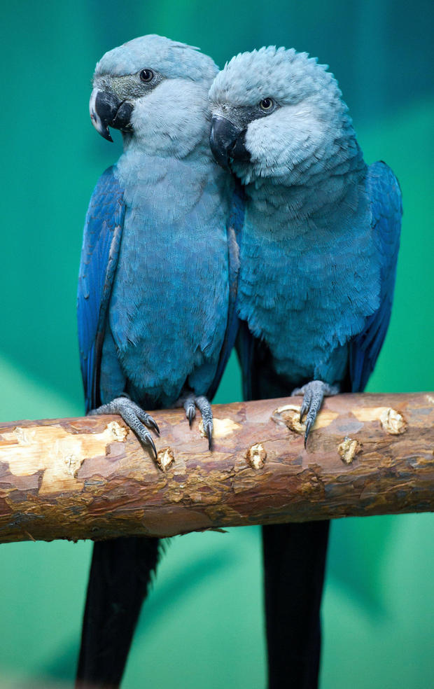 Spix's macaws Felicitas (L) and Frieda s 