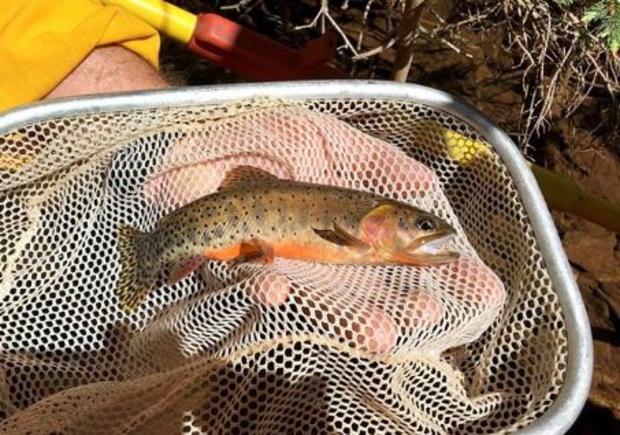 cutthroat trout 