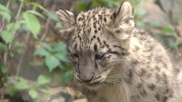 Snow leopard cub Stone Zoo Stoneham 