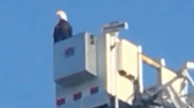 Eagle lands on 9/11 memorial 