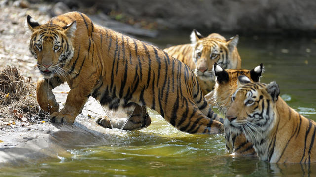 cbsn-fusion-india-hunts-tiger-blamed-for-13-deaths-thumbnail-1655179-640x360.jpg 