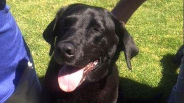 lucy-lab-conviction-overturned-ap-18253848881393.jpg 