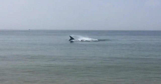 Cape Cod Man killed in shark attack at Wellfleet beach CBS News