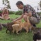 Island-Hopping:  The Lanai Cat Sanctuary