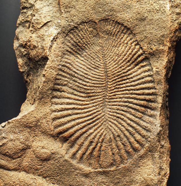 Dickinsonia Fossil 