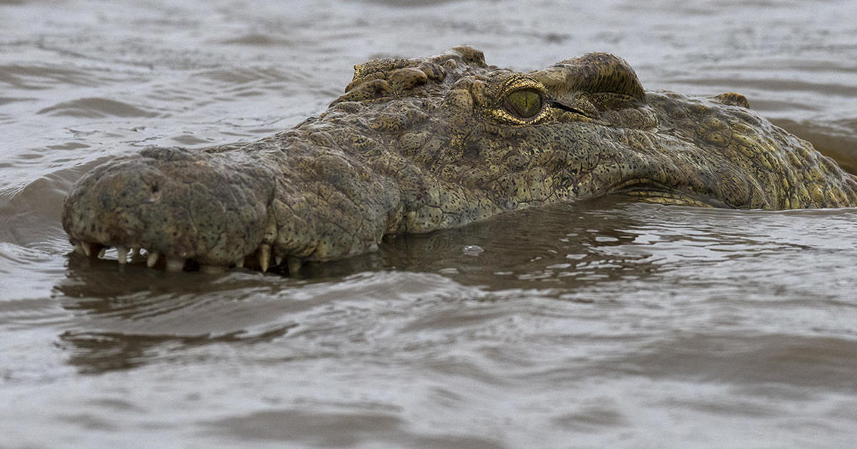 2 American tourists injured in crocodile attack in Mexico - CBS News
