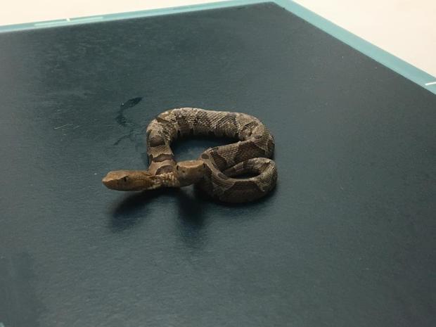 two-headed copperhead found in Virginia 