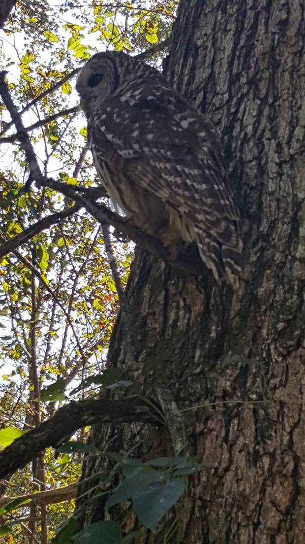 Owl Wisconsin 