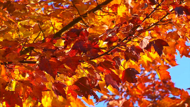fall-colors.jpg 