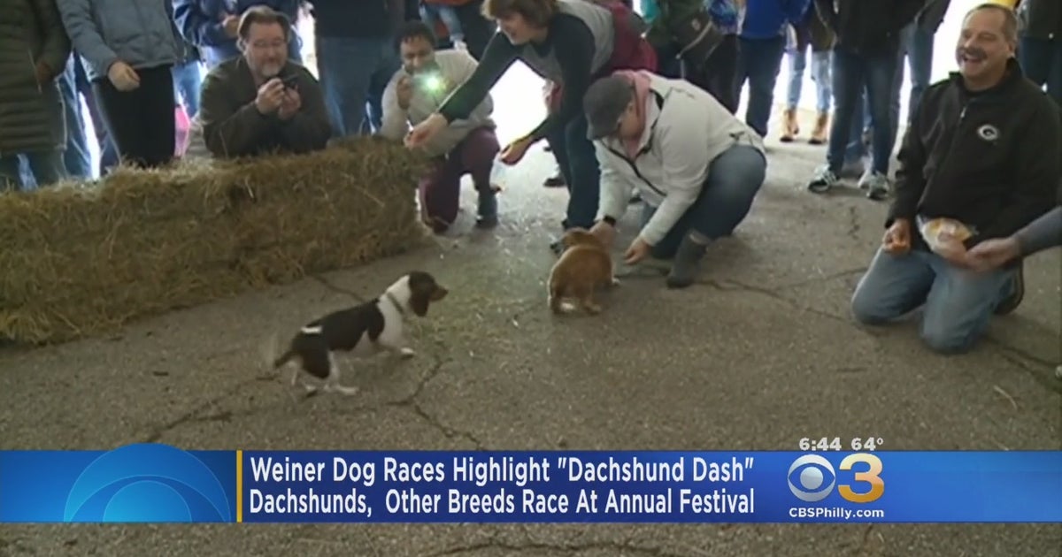 Dachshunds, Other Breeds Race At Annual 'Dachshund Dash' Festival - CBS ...