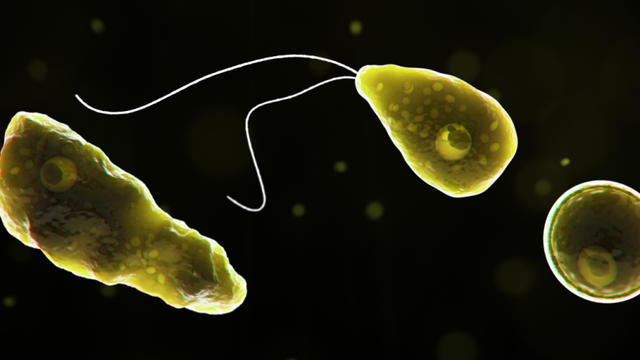 brain-eating-bacteria.jpg 