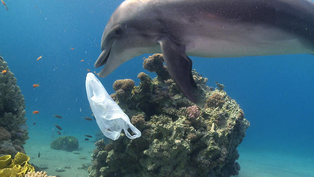 dolphin-plastic-pollution-ziggy-livnet-5-620.jpg 