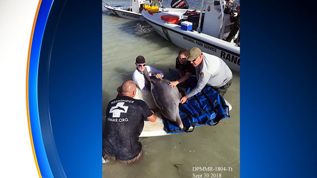 rescued-dolphin.jpg 