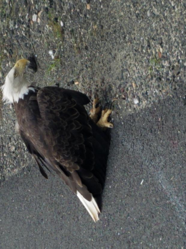 Eagle injured 