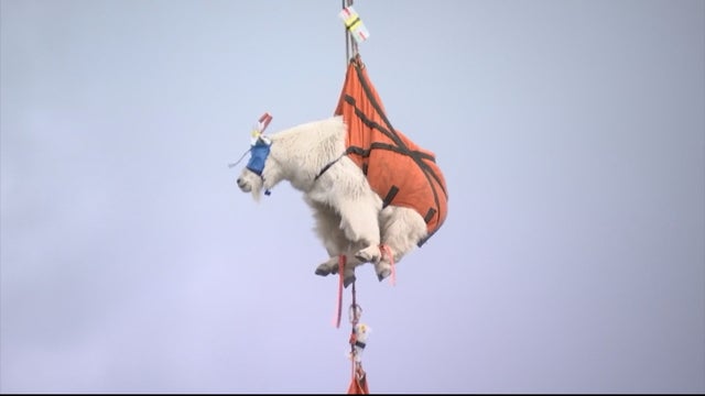 thu0538-wildgoatsrelocatedinserttrunc_frame_185.jpg 