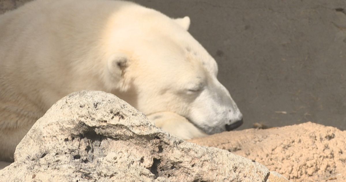 'Bon Voyage, Cranberry & Lee!' Denver Zoo Polar Bears Leaving CBS