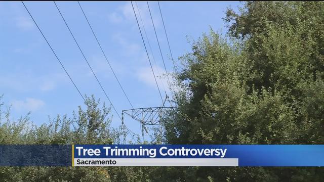 tree-trimming-controversy.jpg 