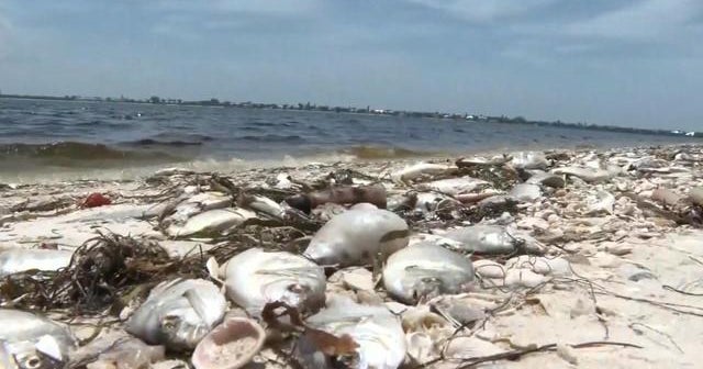 Toxic red tide poses threat to residents near Florida's Atlantic coast ...