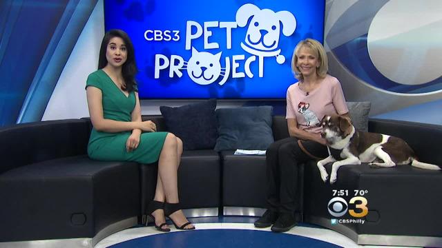 pet-project-oct7.jpg 