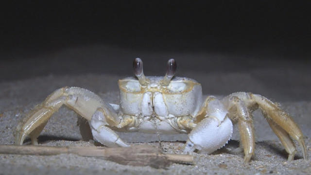 1007-nature-crab-1676779-640x360.jpg 