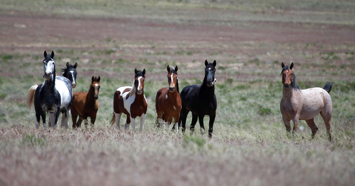 Government Set To Round Up 1,000 Horses, Hundreds Could Be Sold To Slaughterhouses CBS