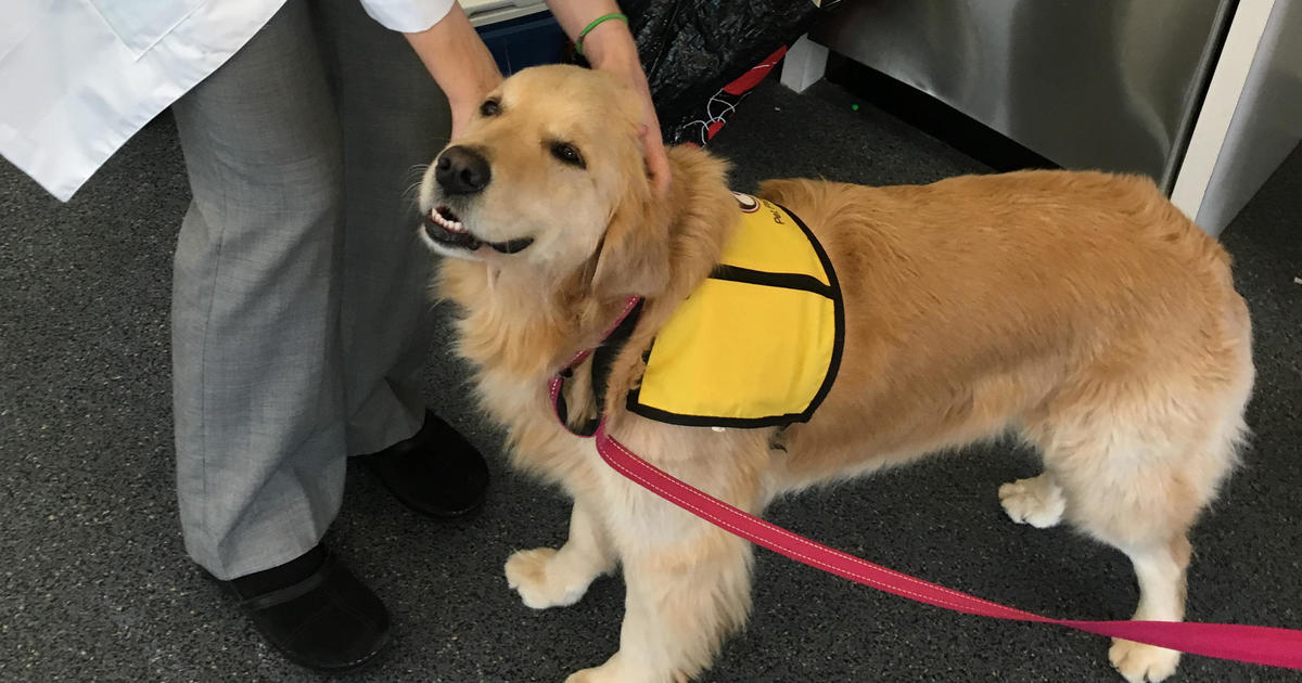Therapy dogs can spread superbugs to kids, hospital finds - CBS News
