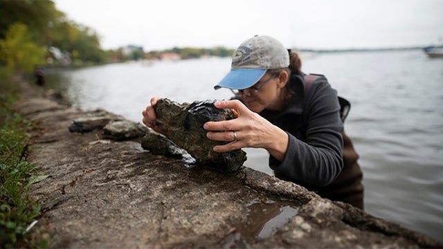 zebra-mussels-searching-dnr.jpg 