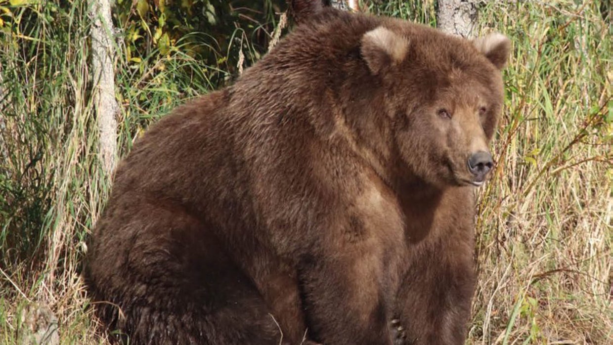 Meet 409 Beadnose, Katmai National Park's Fattest Brown Bear - CBS Colorado
