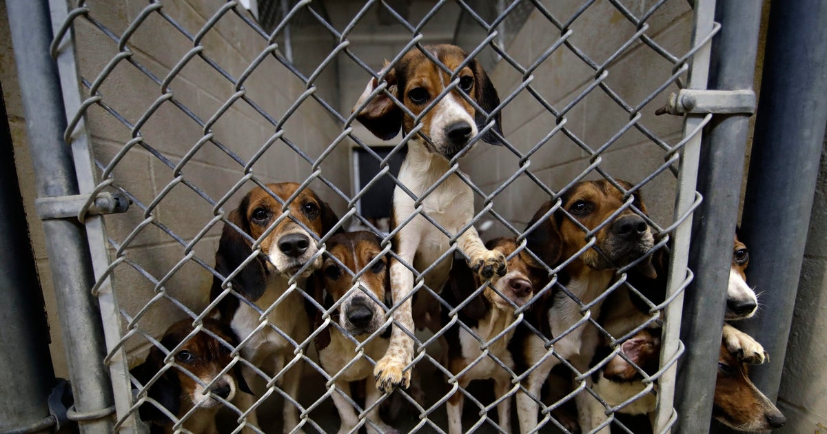 71 beagles rescued from cramped Pennsylvania home CBS News(00)