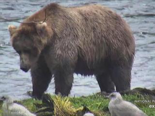 Fat Bear Week set to begin Oct. 4, National Park Service announces