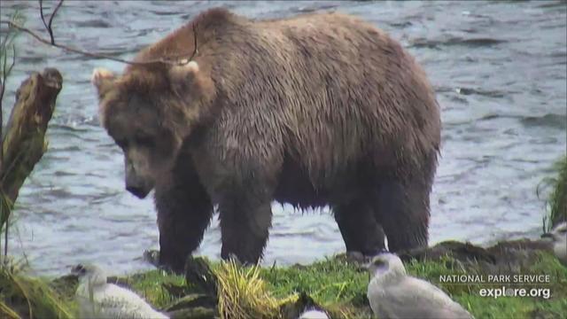 1009-ctm-fatbearweek-cowan-1678853-640x360.jpg 