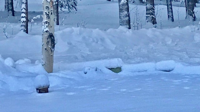 alma-snow.jpg 