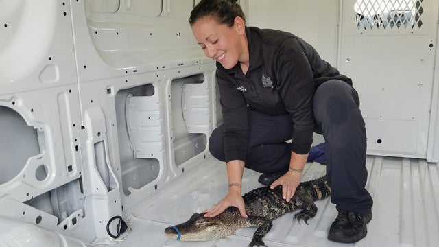 Lake Michigan Alligator 