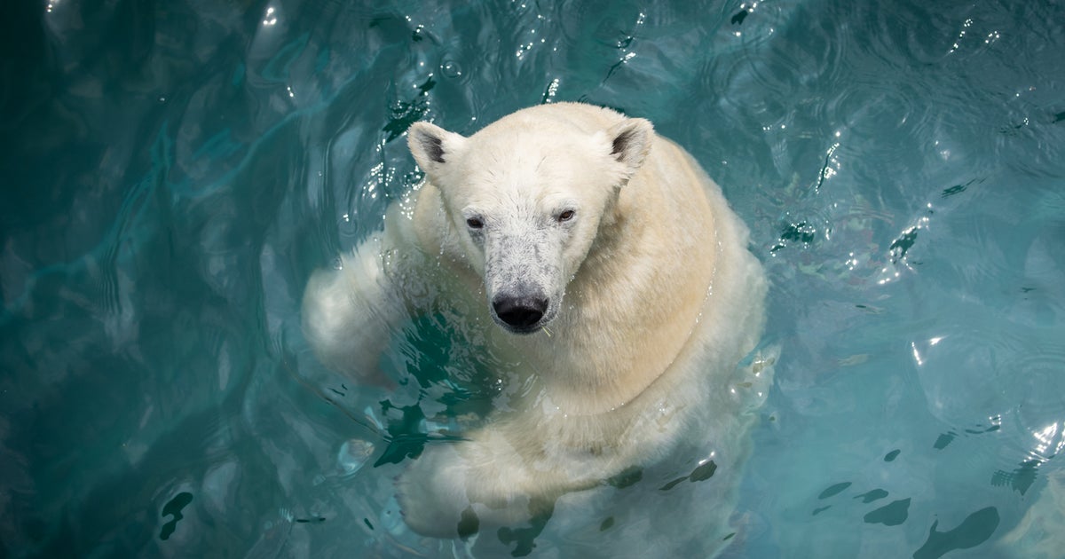 The Maryland Zoo Welcomes Polar Bear Cubs Amelia And Neva CBS Baltimore