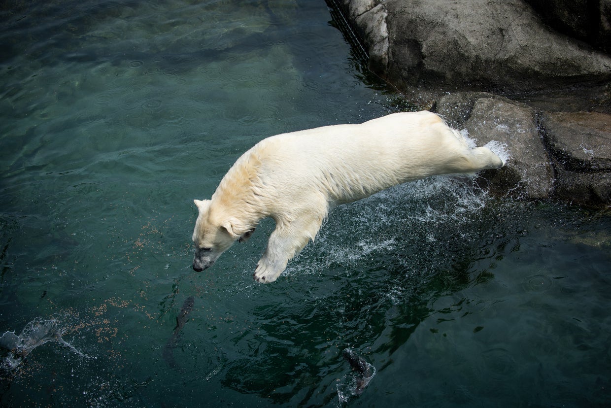 The Maryland Zoo Welcomes Polar Bear Cubs Amelia And Neva CBS Baltimore