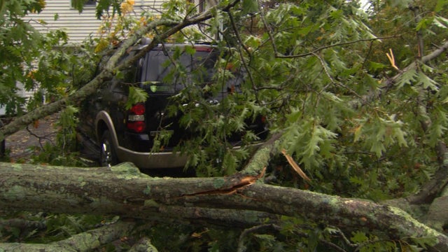 milford-tree-on-suv.jpg 