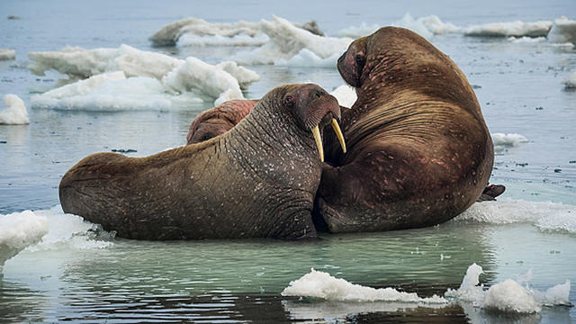 walruses.jpg 
