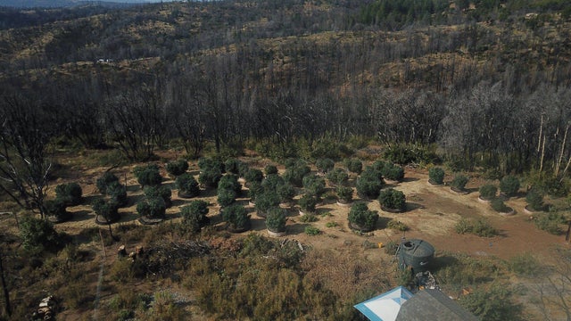 Illegal pot grows &ndash; Calaveras county sheriff 